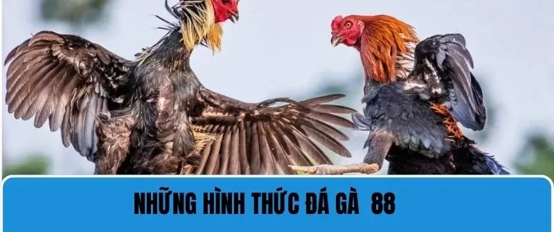 Giới thiệu từng hình thức trực tiếp đá gà 88